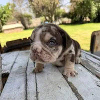 Male, Choco Tri Merle, a male English Bulldog for sale in Houston, TX – Photo 6 of 6