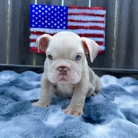 Male, Lilac Tri Merle, a male English Bulldog for sale in Houston, TX – Photo 7 of 7