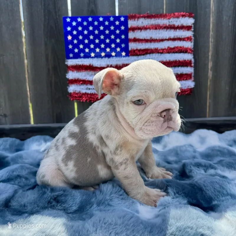 Male, Lilac Tri Merle – English Bulldog puppy for sale in Houston, TX