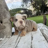 Male, Lilac Tri, a male English Bulldog for sale in Houston, TX – Photo 3 of 8