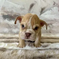 Male, Fawn and White, a male English Bulldog for sale in Houston, TX – Photo 1 of 6