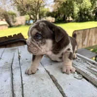 Male, Choco Tri Merle, a male English Bulldog for sale in Houston, TX – Photo 5 of 6