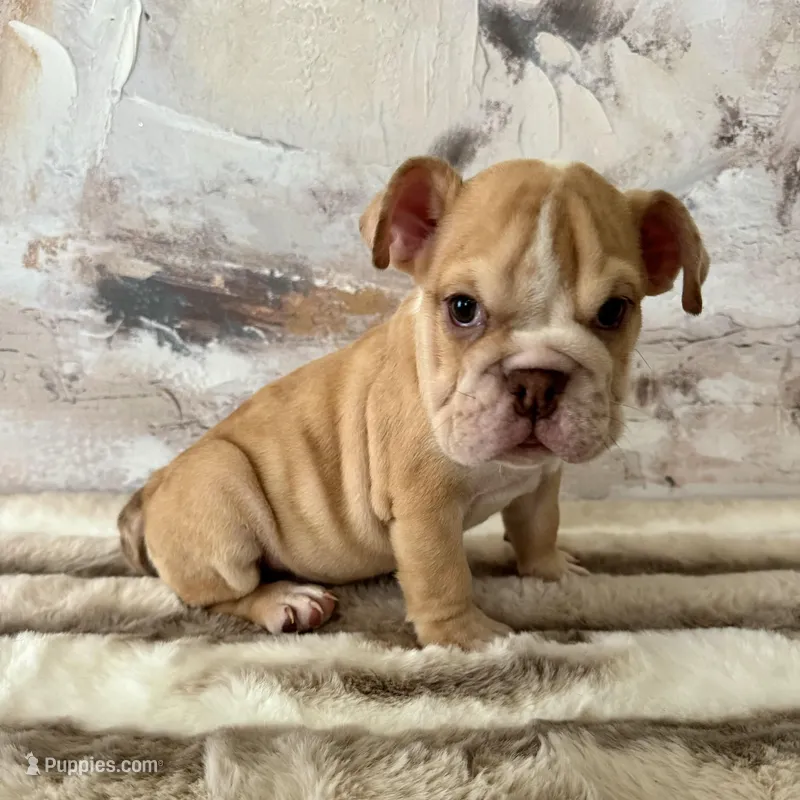 Male, Fawn and White – English Bulldog puppy for sale in Houston, TX