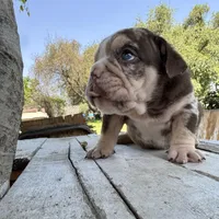 Male, Choco Tri Merle, a male English Bulldog for sale in Houston, TX – Photo 3 of 6