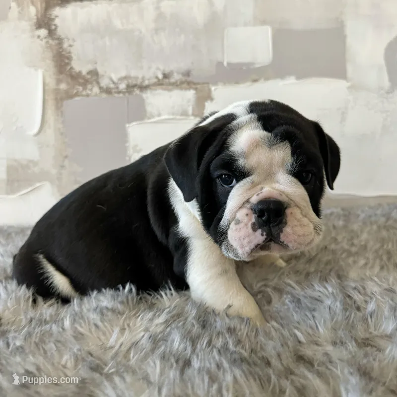 Male, Black and White, a male English Bulldog for sale in Houston, TX – Photo 1 of 7