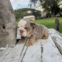 Male, Lilac Tri, a male English Bulldog for sale in Houston, TX – Photo 8 of 8
