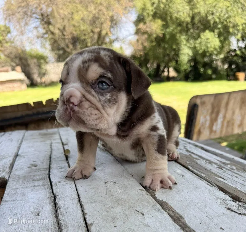 Male, Choco Tri Merle – English Bulldog puppy for sale in Houston, TX