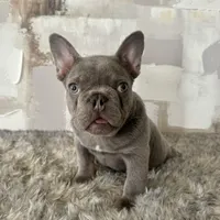 Male, Lilac and Tan, a male French Bulldog for sale in Houston, TX – Photo 5 of 6