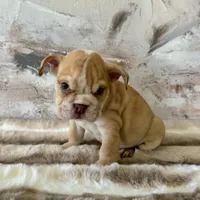 Male, Fawn and White, a male English Bulldog for sale in Houston, TX – Photo 4 of 6