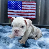 Male, Lilac Tri Merle, a male English Bulldog for sale in Houston, TX – Photo 5 of 7