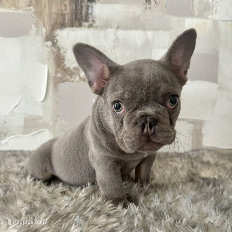 Male, Lilac and Tan – French Bulldog puppy for sale in Houston, TX