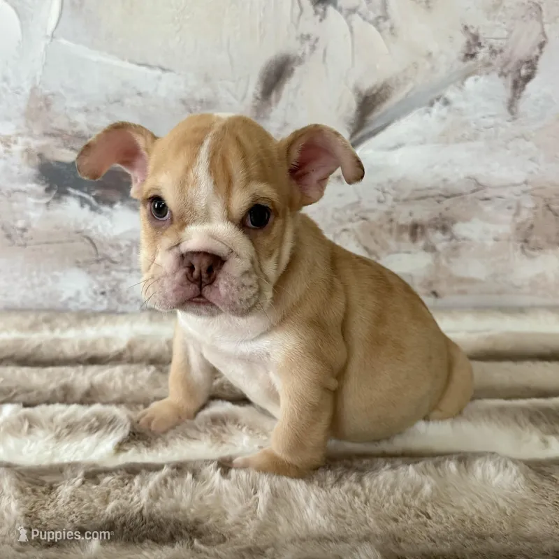 Male, Fawn and White – English Bulldog puppy for sale in Houston, TX