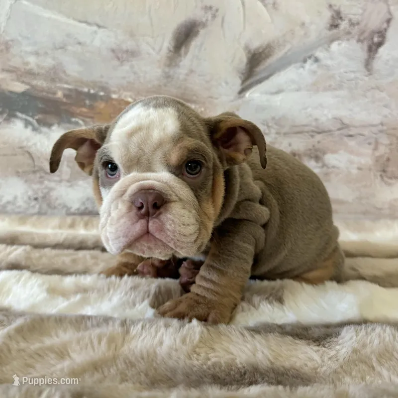 Male, Lilac Tri – English Bulldog puppy for sale in Houston, TX
