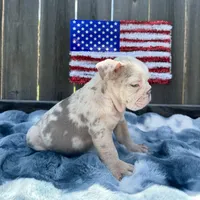 Male, Lilac Tri Merle, a male English Bulldog for sale in Houston, TX – Photo 6 of 7