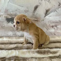 Male, Fawn and White, a male English Bulldog for sale in Houston, TX – Photo 3 of 6
