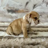Male, Fawn and White, a male English Bulldog for sale in Houston, TX – Photo 6 of 6