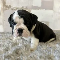 Male, Black and White, a male English Bulldog for sale in Houston, TX – Photo 3 of 7