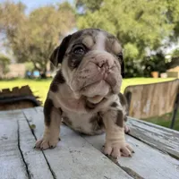 Male, Choco Tri Merle, a male English Bulldog for sale in Houston, TX – Photo 4 of 6