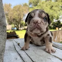 Male, Choco Tri Merle, a male English Bulldog for sale in Houston, TX – Photo 2 of 6