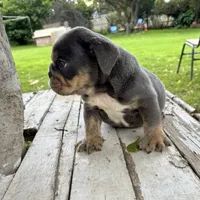 Male, Blue and Tannn, a male English Bulldog for sale in Houston, TX – 4 of 7