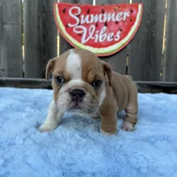 Male, Lilac and White, a male English Bulldog for sale in Houston, TX – 4 of 7