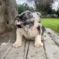 Male, Blue Tri Merle, a male English Bulldog for sale in Houston, TX – 2 of 6