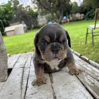 Male, Blue and Tannn, a male English Bulldog for sale in Houston, TX – 6 of 7