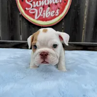 Male, Fawn and White, a male English Bulldog for sale in Houston, TX – 8 of 10