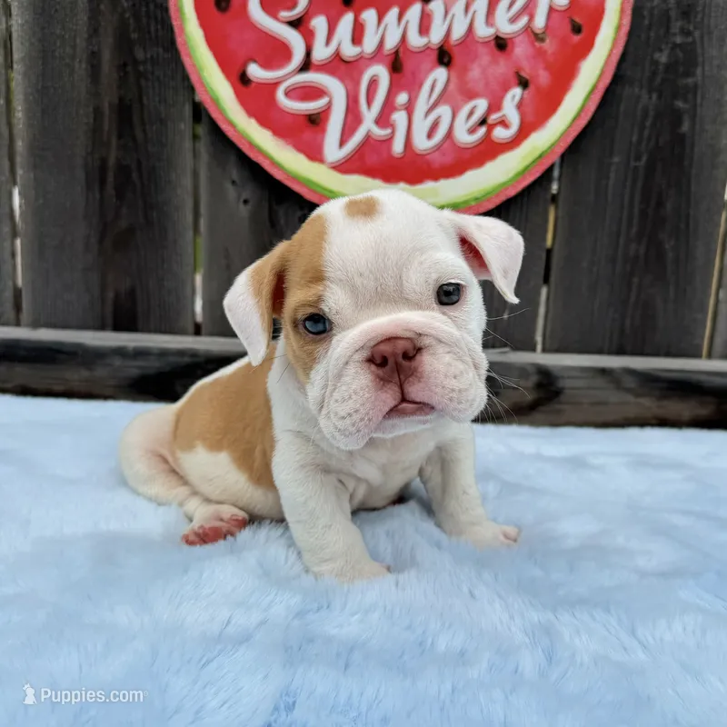 Male, Fawn and White – English Bulldog puppy for sale in Houston, TX