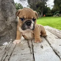 Male, Fawn and White, a male English Bulldog for sale in Houston, TX – 8 of 8
