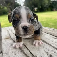 Female, Black Tri Merle, a female English Bulldog for sale in Houston, TX – 5 of 5