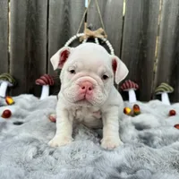 Female, White, a female English Bulldog for sale in Houston, TX – 2 of 6
