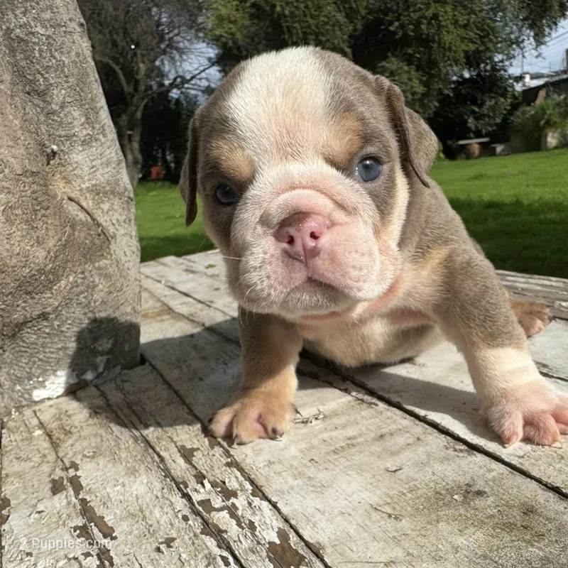 Female, Lilac Tri – English Bulldog puppy for sale in Houston, TX