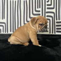 Male, Fawn and White, a male English Bulldog for sale in Houston, TX – 6 of 7