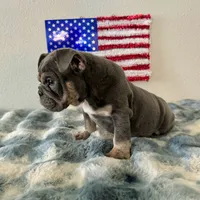 Male, Blue and Tan, a male English Bulldog for sale in Houston, TX – 4 of 6