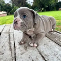 Female , Lilac tri, a female English Bulldog for sale in Houston, TX – 4 of 6