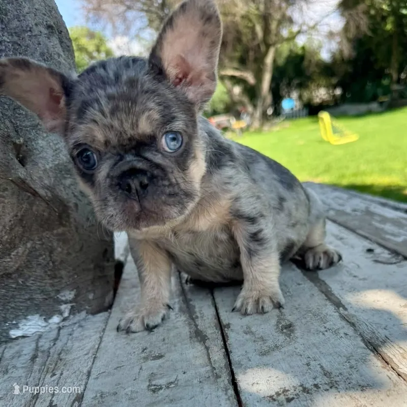 Male, Blue Tri Merle – French Bulldog puppy for sale in Houston, TX