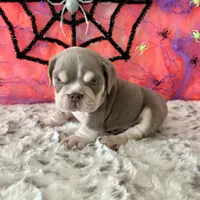 Male, Lilac Tri, a male English Bulldog for sale in Houston, TX – 9 of 9