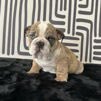 Male, Brindle, a male English Bulldog for sale in Houston, TX – 4 of 9
