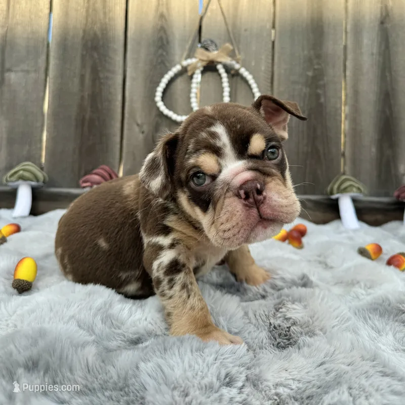 Female, Choco Tri Merle – English Bulldog puppy for sale in Houston, TX