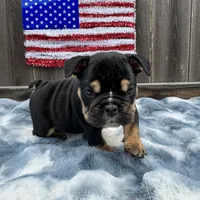 Female, Black Tri, a female English Bulldog for sale in Houston, TX – 6 of 6