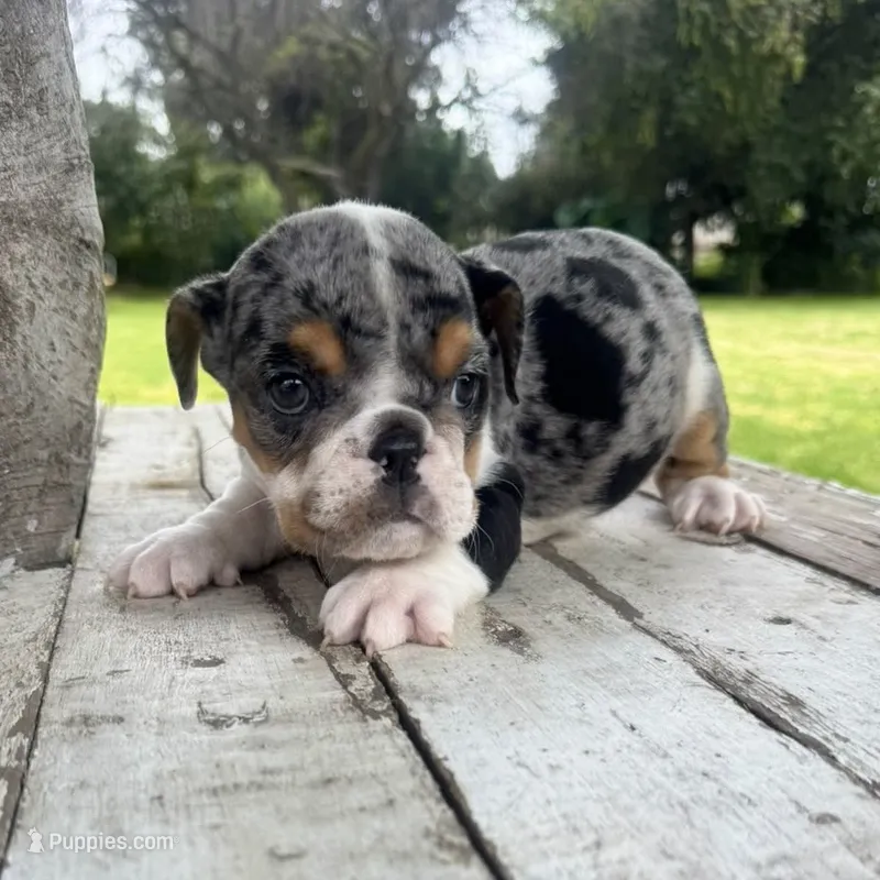 Female, Black Tri Merle – English Bulldog puppy for sale in Houston, TX