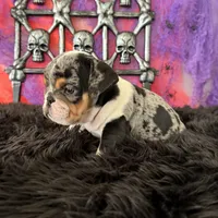 Female, Black Tri Merle, a female English Bulldog for sale in Houston, TX – 4 of 6