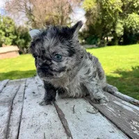 Male, Fluffy Black Tri Merle, a male French Bulldog for sale in Houston, TX – 5 of 5