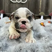Female, Black Tri Merle, a female English Bulldog for sale in Houston, TX – 3 of 6