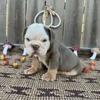 Male, Lilac Tri, a male English Bulldog for sale in Houston, TX – 6 of 7