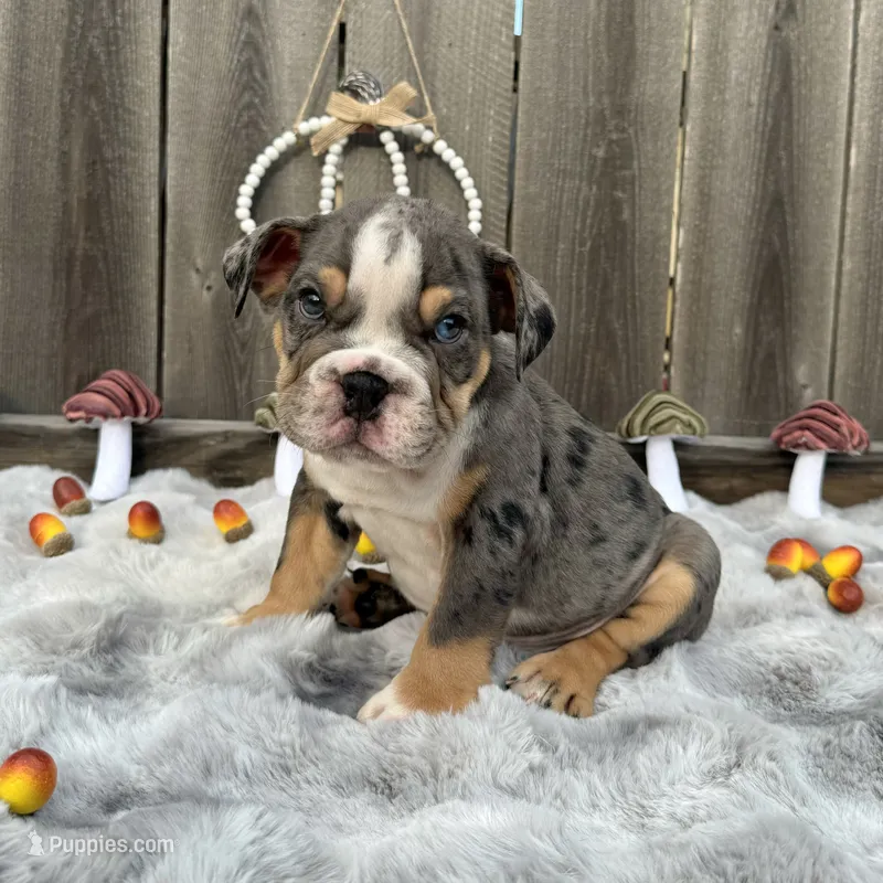 Male, Black Tri Merle – English Bulldog puppy for sale in Houston, TX