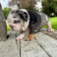 Female, Blue Tri Merle, a female English Bulldog for sale in Houston, TX – 2 of 6