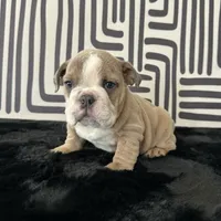Male, Lilac Tri, a male English Bulldog for sale in Houston, TX – 3 of 8