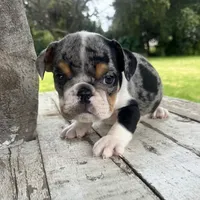 Female, Black Tri Merle, a female English Bulldog for sale in Houston, TX – 3 of 6